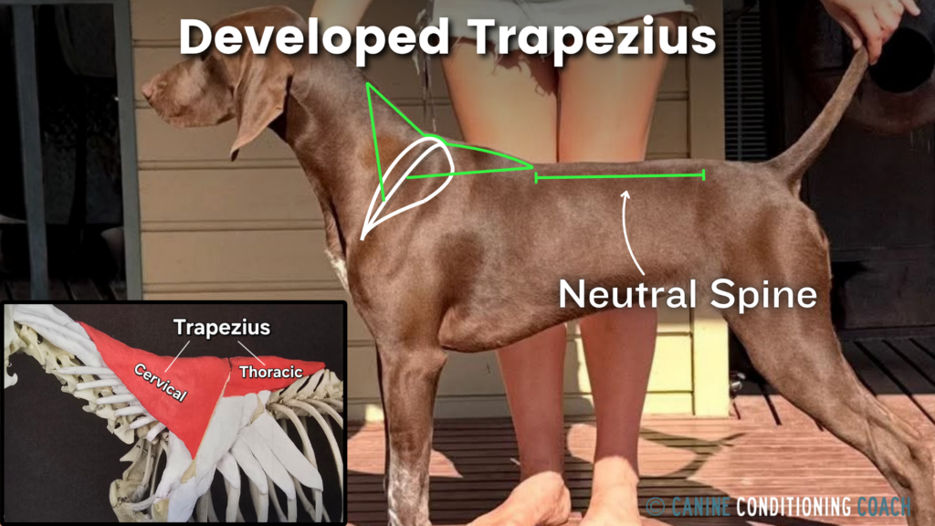 Canines with a very developed trapezius are often mistaken for having a dip in the backline attributed to the anticlinal vertebra. This is an optical illusion.