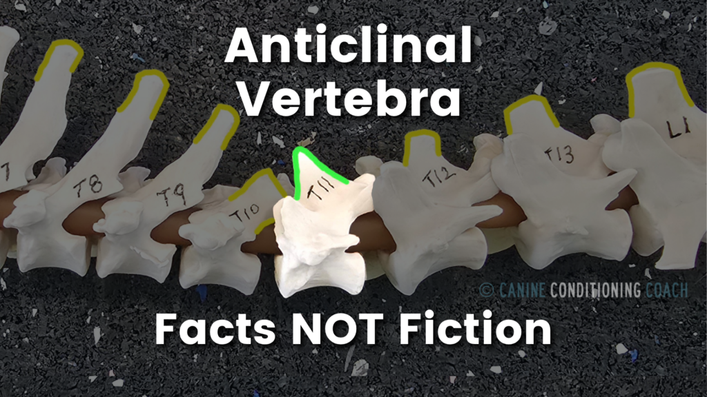 Learn about the function of the anticlinal vertebra in canines.