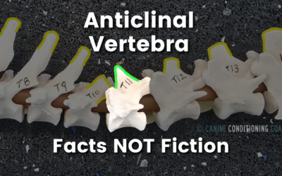 Canine Anticlinal Vertebra: Facts not Fiction