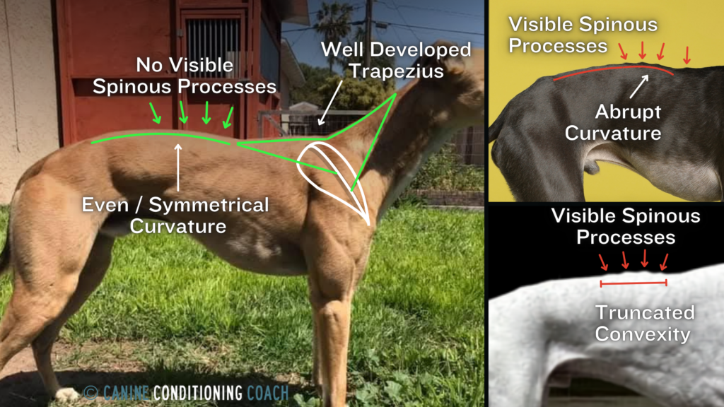 Even sighthounds, known for their low body score, should not have the anticlinal vertebra superficially visible.