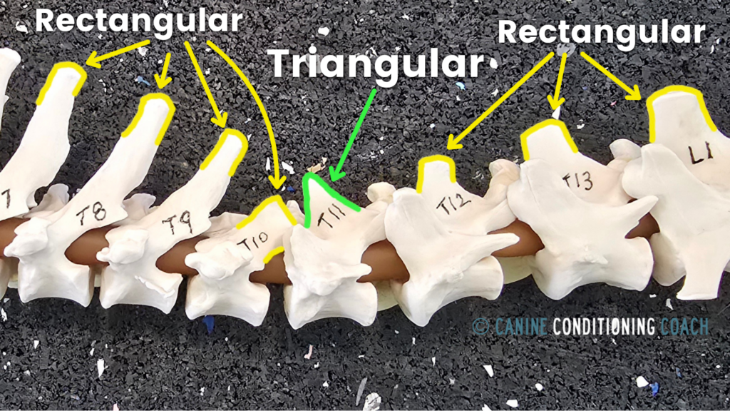 In canines, the anticlinal vertebra has a triangular shaped spinous process, compared to the rectangular shape of the surrounding levels.