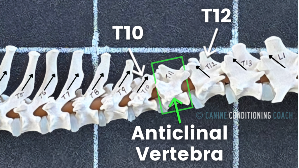 In canines, the anticlinal vertebra is defined as the vertebra with the spinous process vertically above the vertebral body. Normally T11.