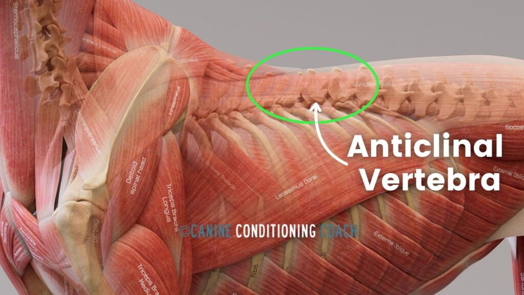 The anticlinal vertebra is covered by the intermediate later of back muscles (longissimus system) as well as the superficial layer of back muscles (longissimus system), and should not be visible.
