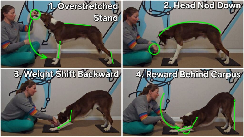Bow is a critical exercise to mobilize the scapulae, combat Swayback Posture, and improve canine spine alignment.