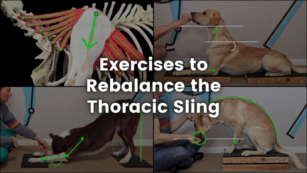 4 exercises to improve canine spine alignment and rebalance the thoracic sling.