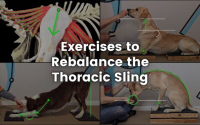 Exercises to Improve Canine Spine Alignment: Rebalancing the Thoracic Sling