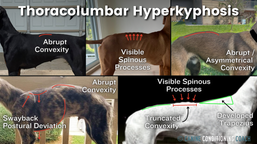 In canines, thoracolumbar hyperkyphosis is often misattributed to the anticlinal vertebra.