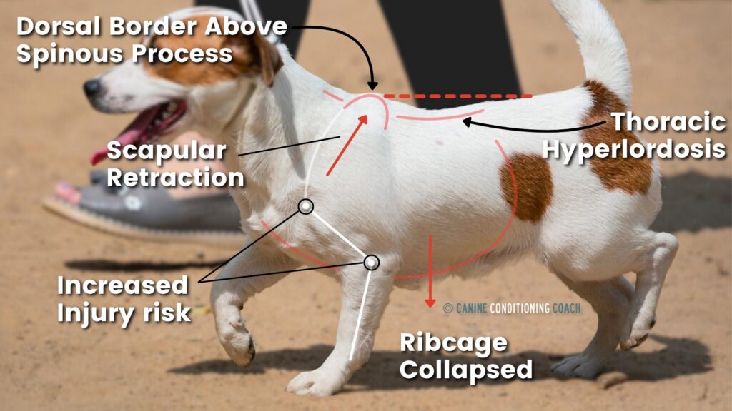 Graphic overlay detailing what thoracic hyperlordos looks like when viewed from the side in canines.