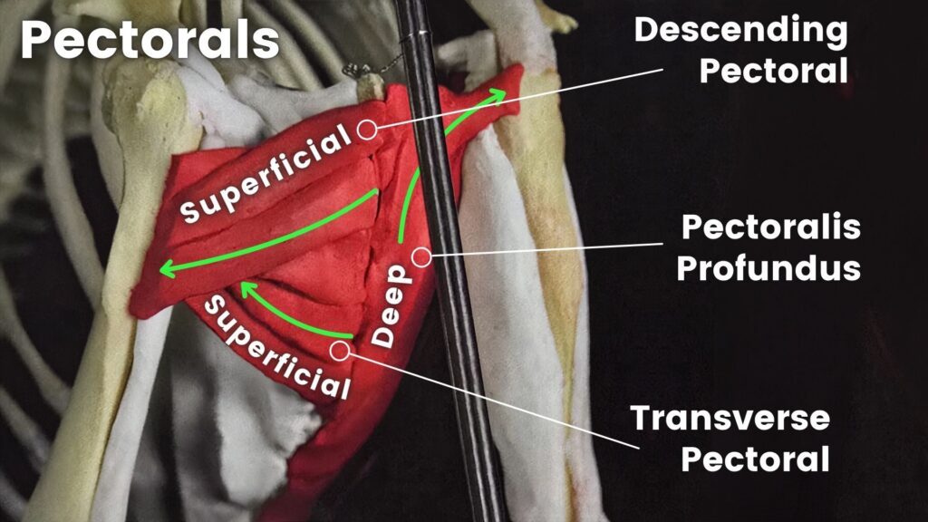 The pectorals are the base of the thoracic sling, and strengthening them is key to improving and maintaining proper canine spine alignment.