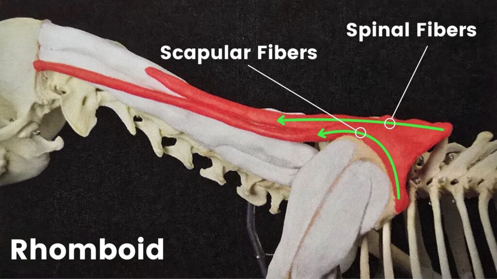 Tight or hypertonic rhomboids rotate the scapula forward, limiting shoulder extension, and negatively impacting canine spine alignment.