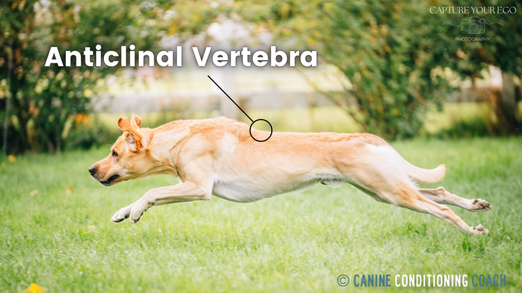 The shape of the anticlinal vertebra allows dogs more mobility to gallop at top speeds.