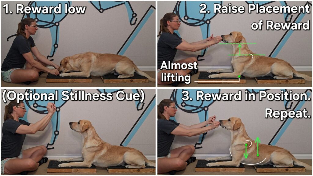 The Scapular Push-Up is the most important exercises to help rebalance the thoracic sling and improve canine spine alignment.