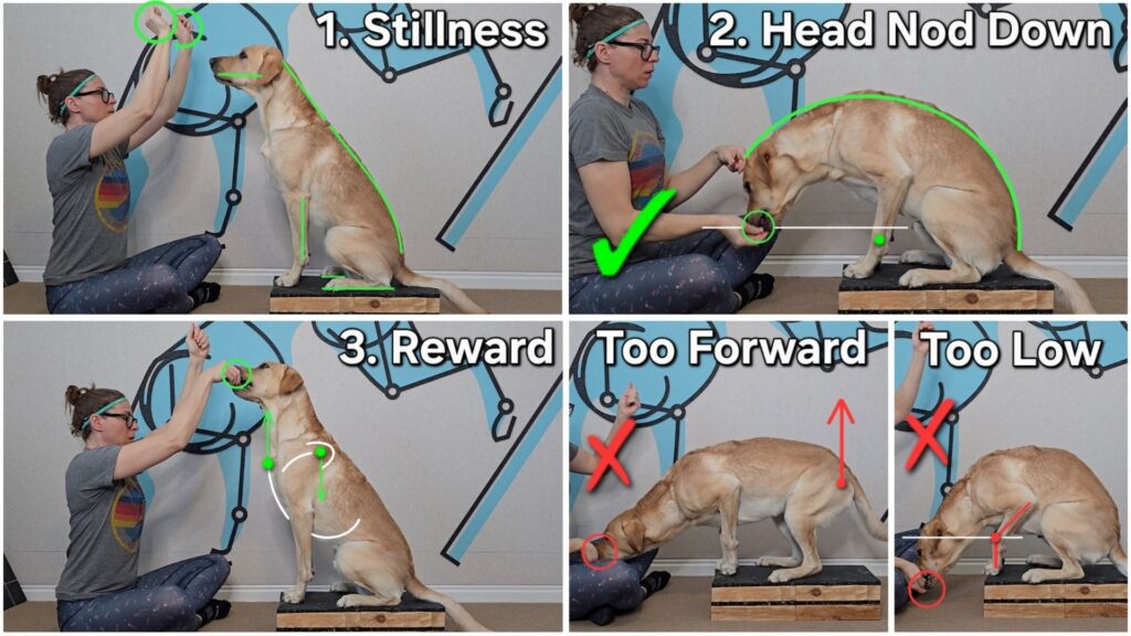 The Seated Head Nods Down is critical for mobilizing the trapezius along the median and dorsal plane.