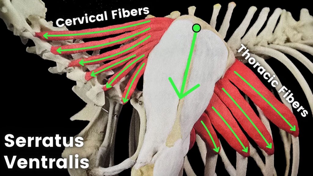 The serratus ventralis is the most important muscle in improving canine spine alignment, and addressing Swayback Posture.