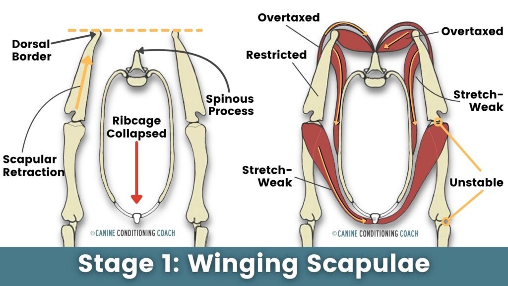 Early stage of Swayback Posture in dogs includes Winging Scapulae.