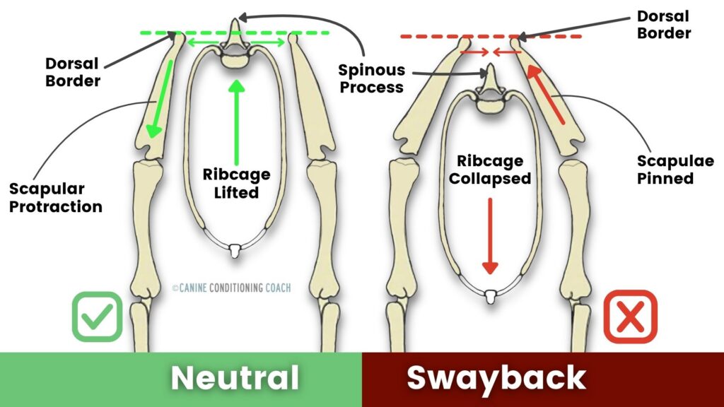 Neutral vs Swayback posture in dogs.