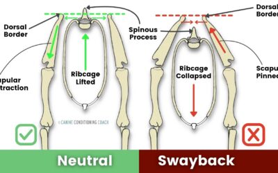 Swayback Posture in Dogs: Understanding the Thoracic Sling