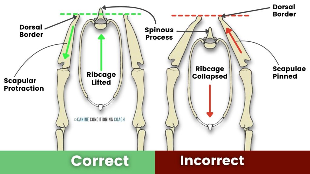 Neutral ribcage alignment vs ribcage alignment in a dog with Swayback Posture.