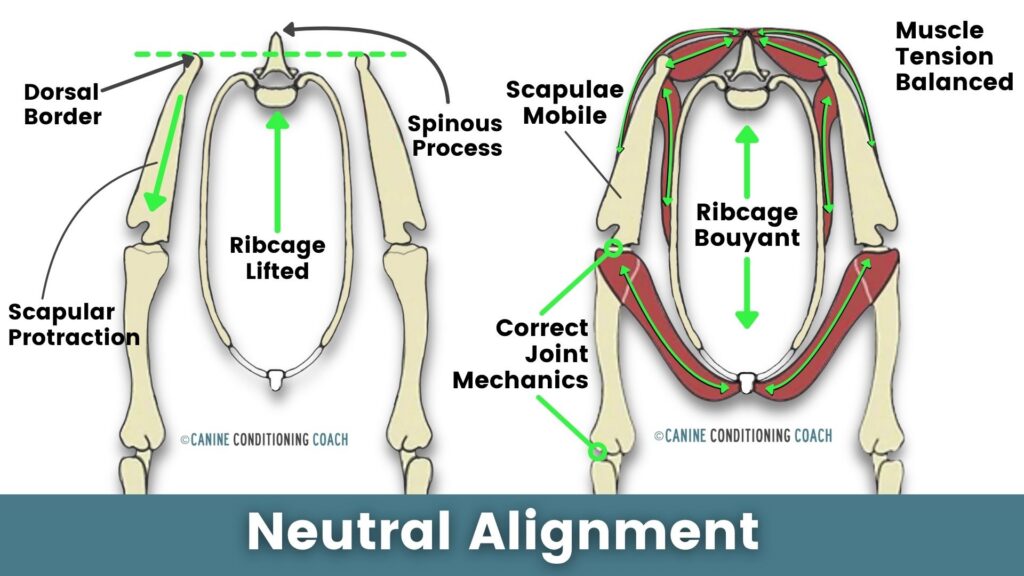 Side-by-side comparison of neutral alignment of the thoracic spine, skeleton only vs musculature overlay.