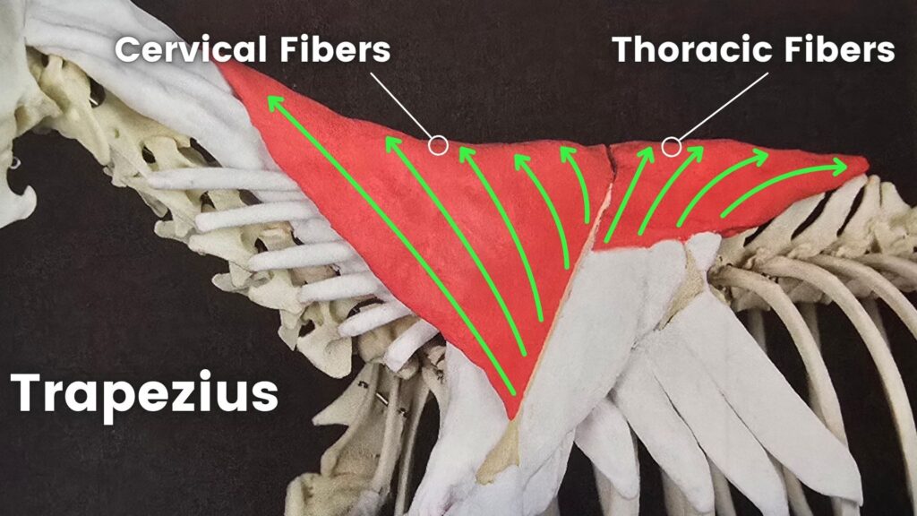 The trapezius acts as the "lid" of the thoracic sling. Mobilizing it properly is a critical component in improving canine spine alignment and addressing Swayback Posture.