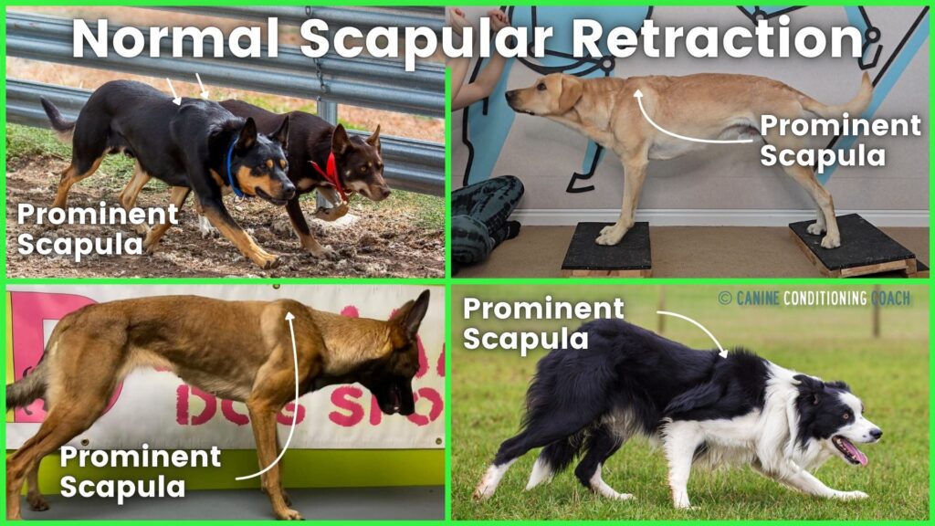 Working dogs showing normal scapular retraction.