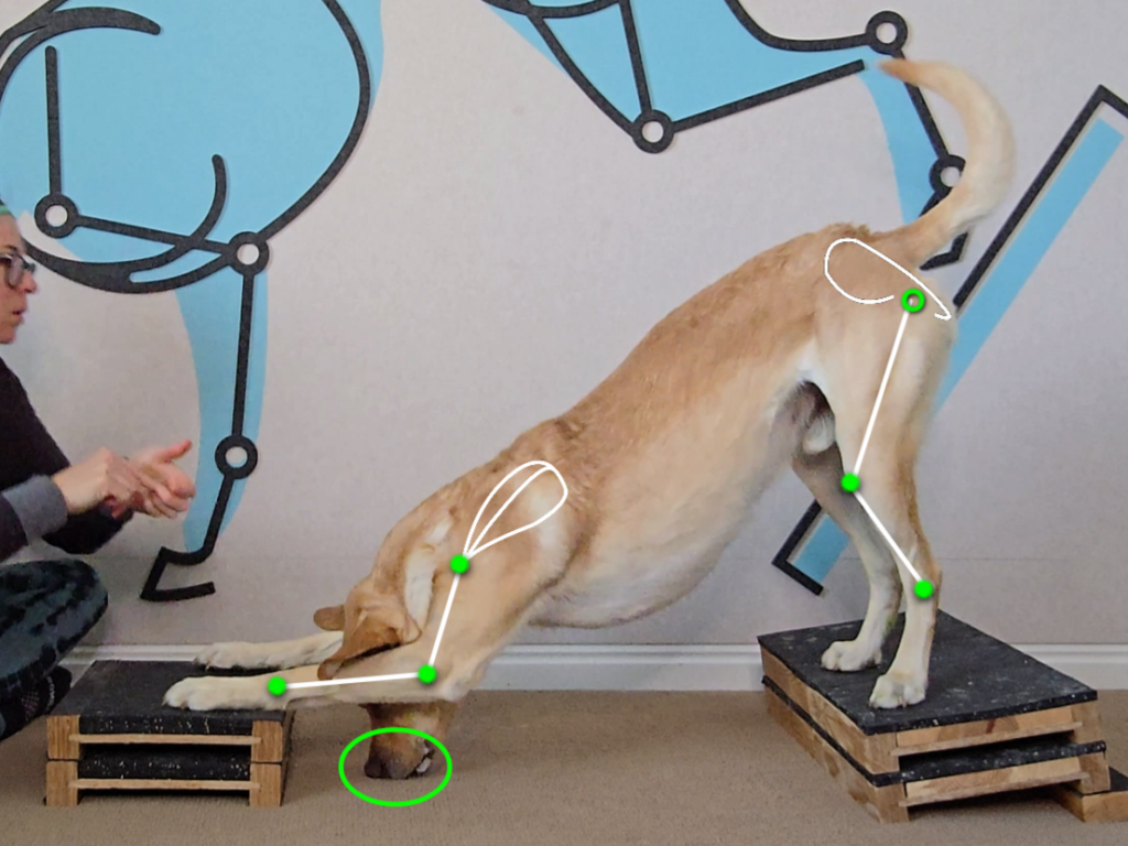 In Deep Bow, the exercise is progressed by changing Placement of Reward so the dog's head moves below the horizontal.