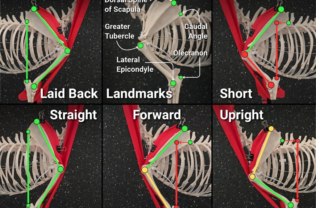 Canine Shoulder Angulation: Understanding Structure vs Posture