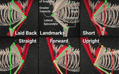 Canine Shoulder Angulation: Understanding Structure vs Posture